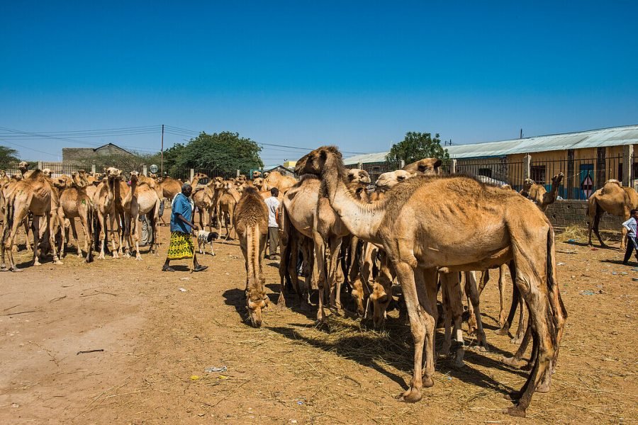 Birqash Camel Market Day Tour