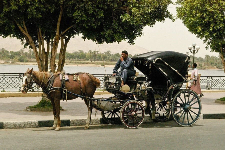 Luxor Horse Carriage Trip